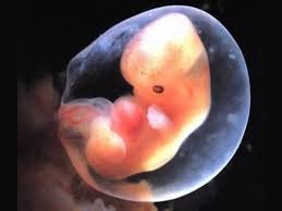 embrione